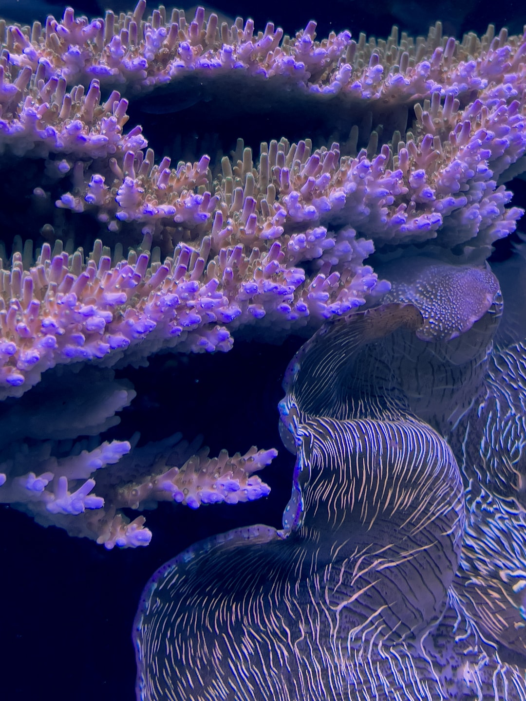 25 wichtige Fragen zu Aquarium Kies Günstig Kaufen