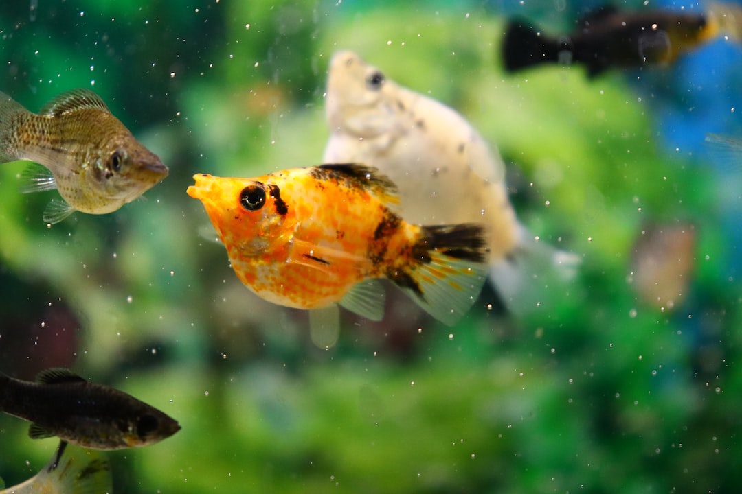 25 wichtige Fragen zu Welche Fische Helfen Gegen Schnecken Im Aquarium?
