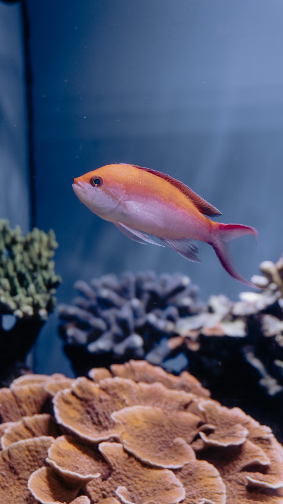 25 wichtige Fragen zu Tiere Fürs Aquarium