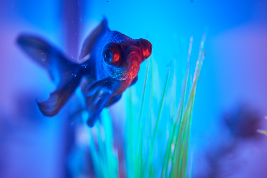 11 wichtige Fragen zu Welche Fische Sind Bei Findet Nemo Im Aquarium?