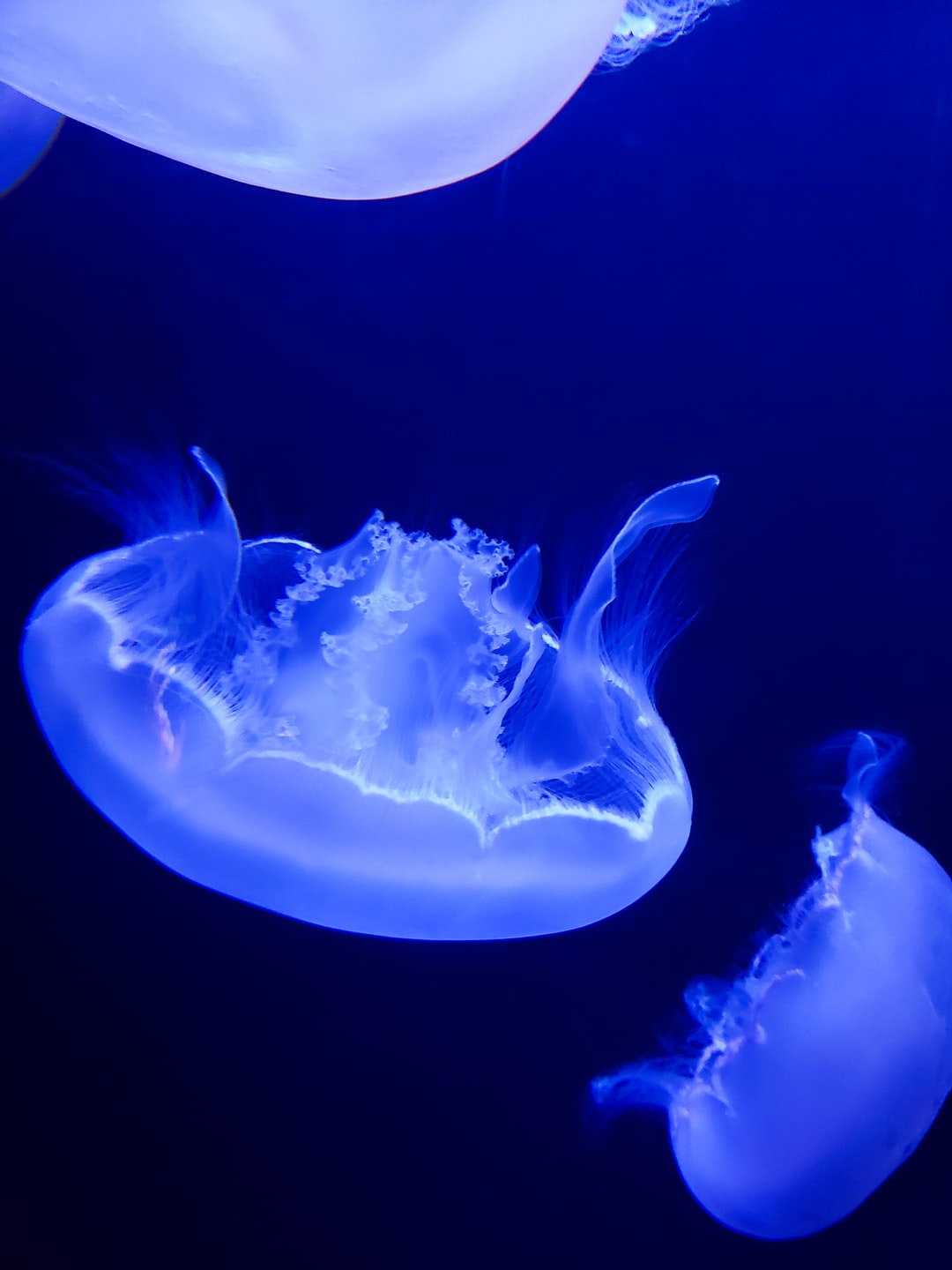 15 wichtige Fragen zu Aquarium Rostock Warnemünde