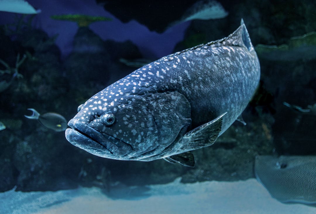 17 wichtige Fragen zu Welche Fische Kann Man Mit Skalare Vergesellschaften?