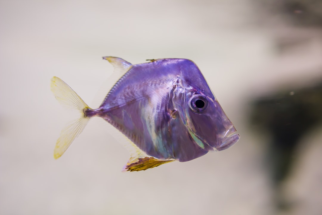 18 wichtige Fragen zu Welche Fische Kann Man In Einem Goldfischglas Halten?