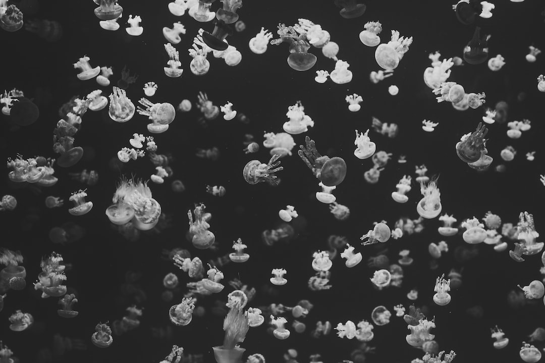 19 wichtige Fragen zu Warum Stoßen Korallen Algen Ab?