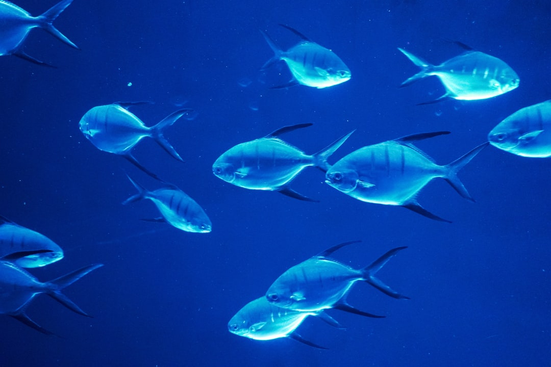 19 wichtige Fragen zu Kann Man Aquarium Fische Ohne Heizung Halten?