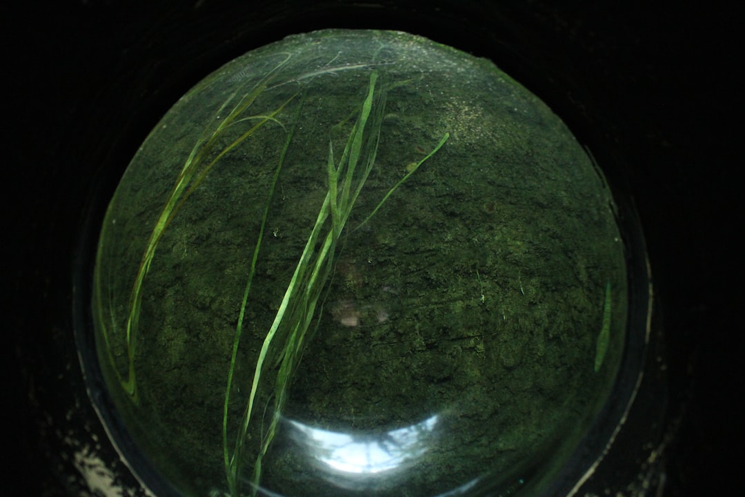 19 wichtige Fragen zu Wo Schwimmen Neons Im Aquarium?