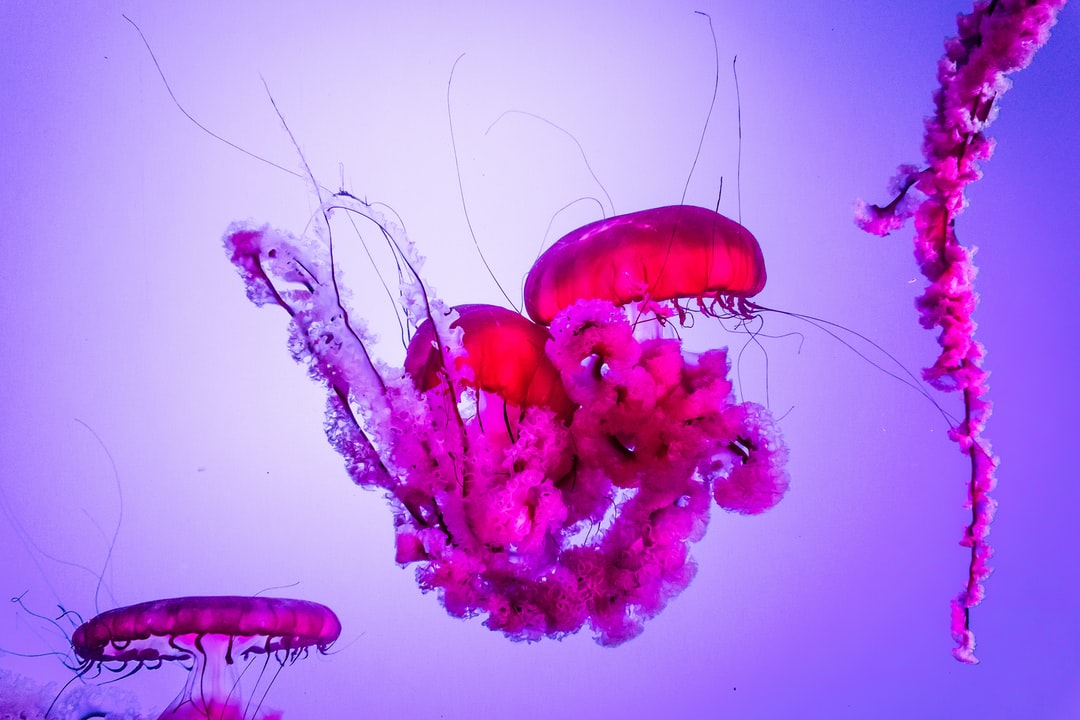 20 wichtige Fragen zu Wie Bekommt Man Am Besten Algen Aus Dem Aquarium?