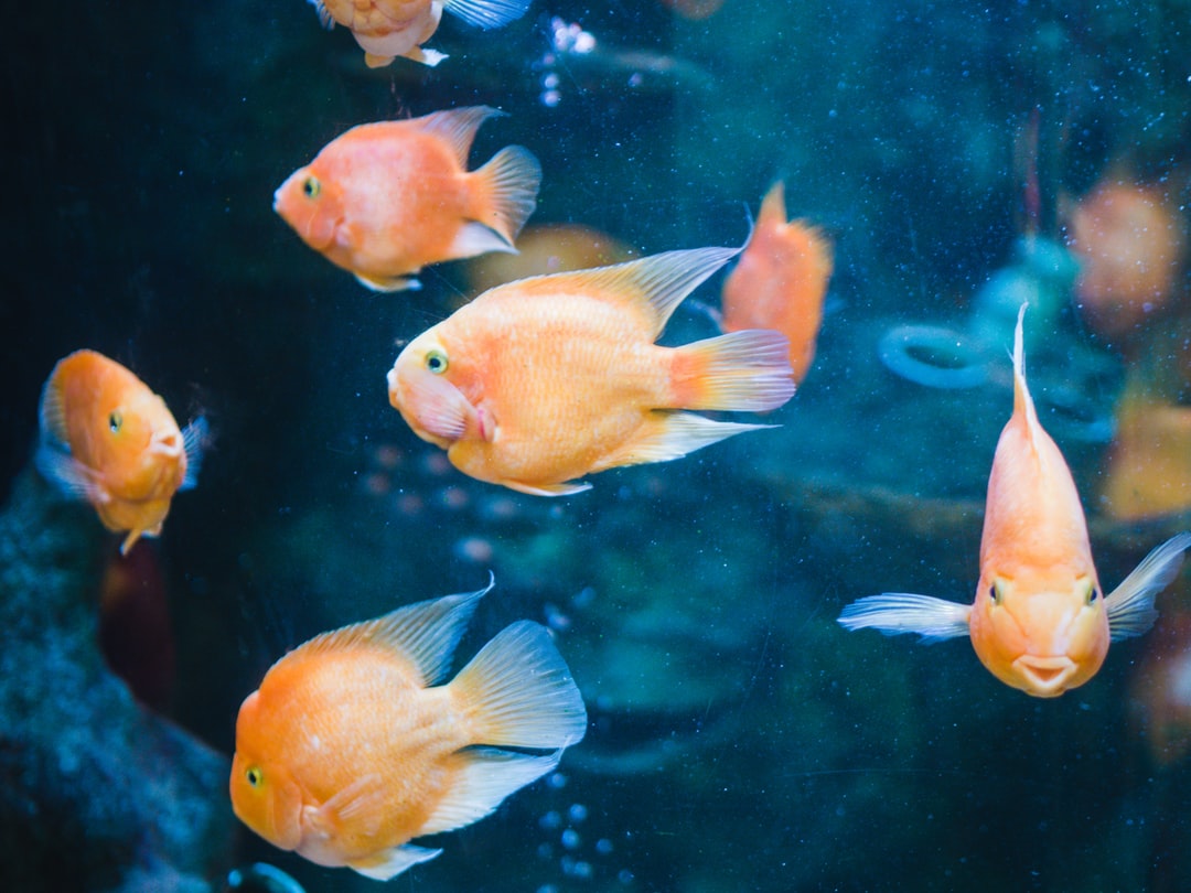 21 wichtige Fragen zu Können Fische Wegen Stress Sterben?