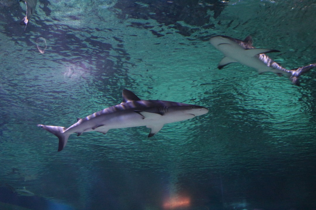 21 wichtige Fragen zu Wie Alt Werden Platys Im Aquarium?