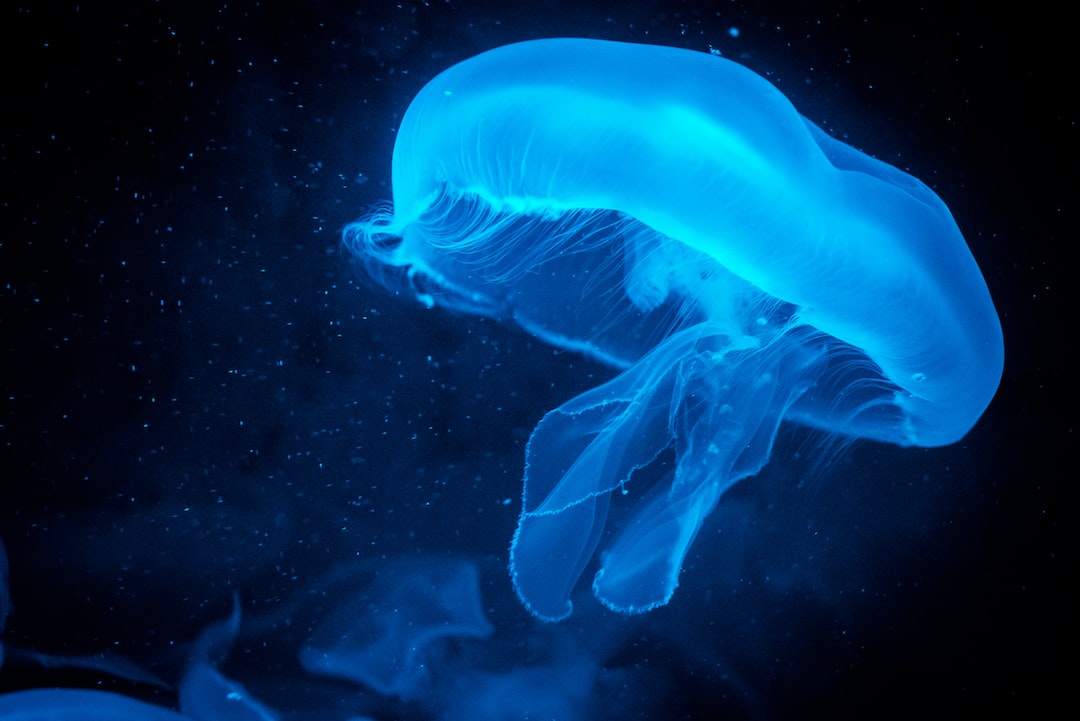22 wichtige Fragen zu How Long Do Aquarium Mystery Snails Live?