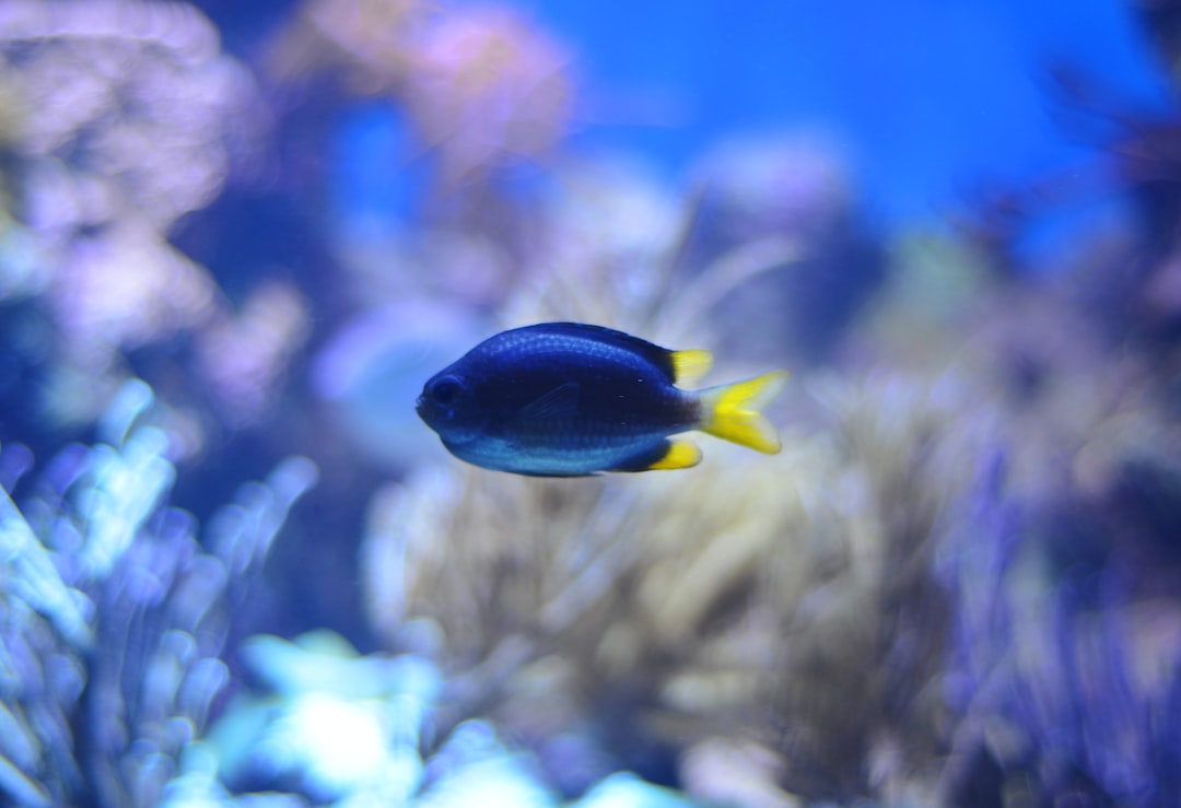 23 wichtige Fragen zu Welche Fische Fressen Pinselalgen Im Aquarium?