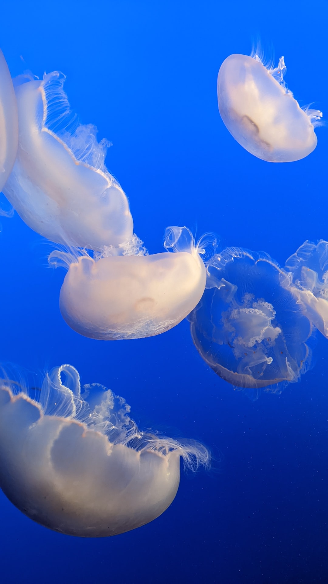 23 wichtige Fragen zu Schmerlen Aquarium
