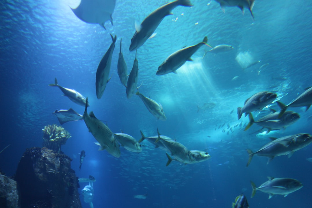 23 wichtige Fragen zu Welche Fische Passen In Ein 40 Liter Aquarium?