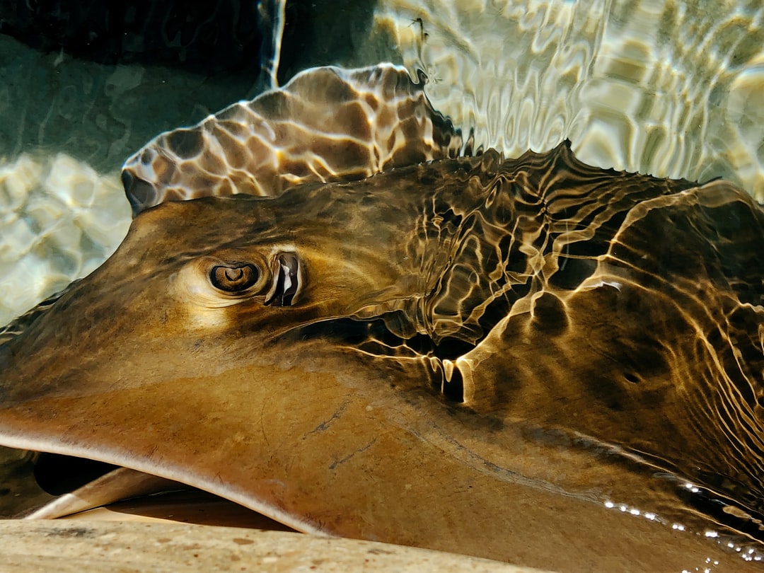 23 wichtige Fragen zu Aquarium Röhren