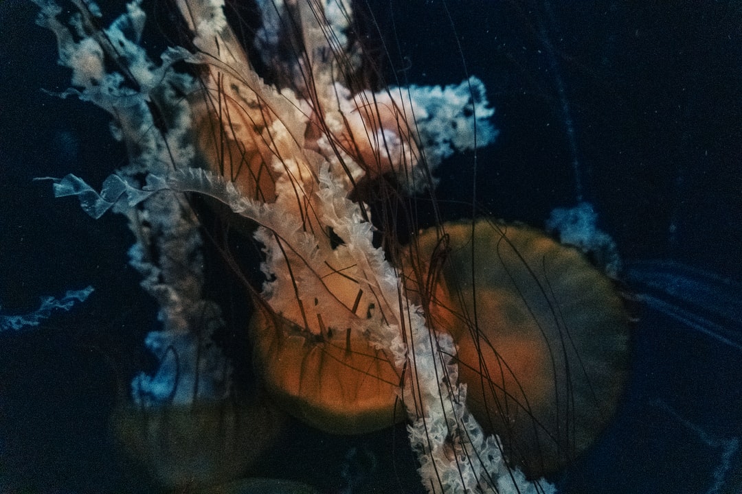 23 wichtige Fragen zu Juwel Meerwasser Aquarium