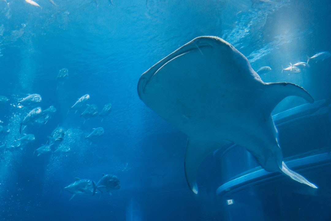 23 wichtige Fragen zu Wie Gross Werden Barsche Im Aquarium?