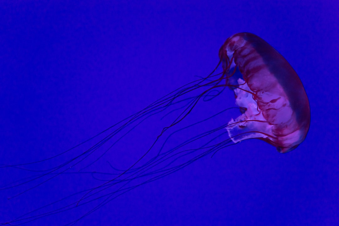 24 wichtige Fragen zu Nitrit Im Aquarium Senken