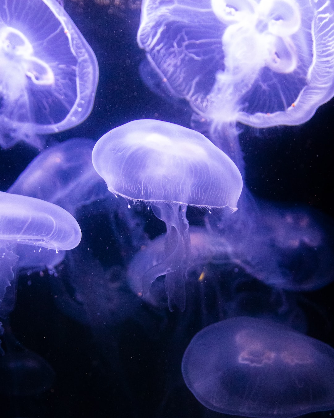 24 wichtige Fragen zu Wie Bekomme Ich Am Besten Co2 Ins Aquarium?