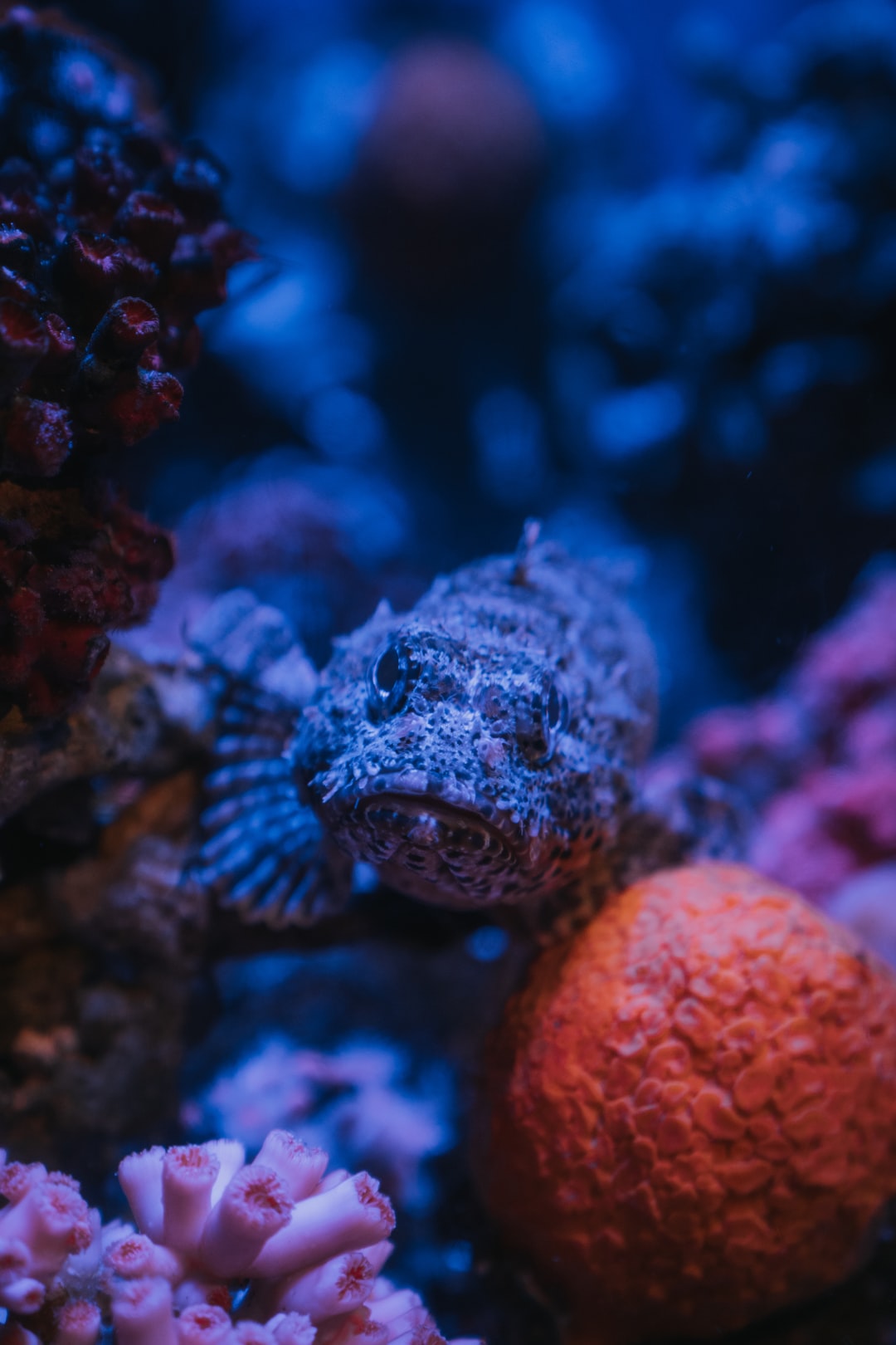 24 wichtige Fragen zu Aquarium Blaues Licht