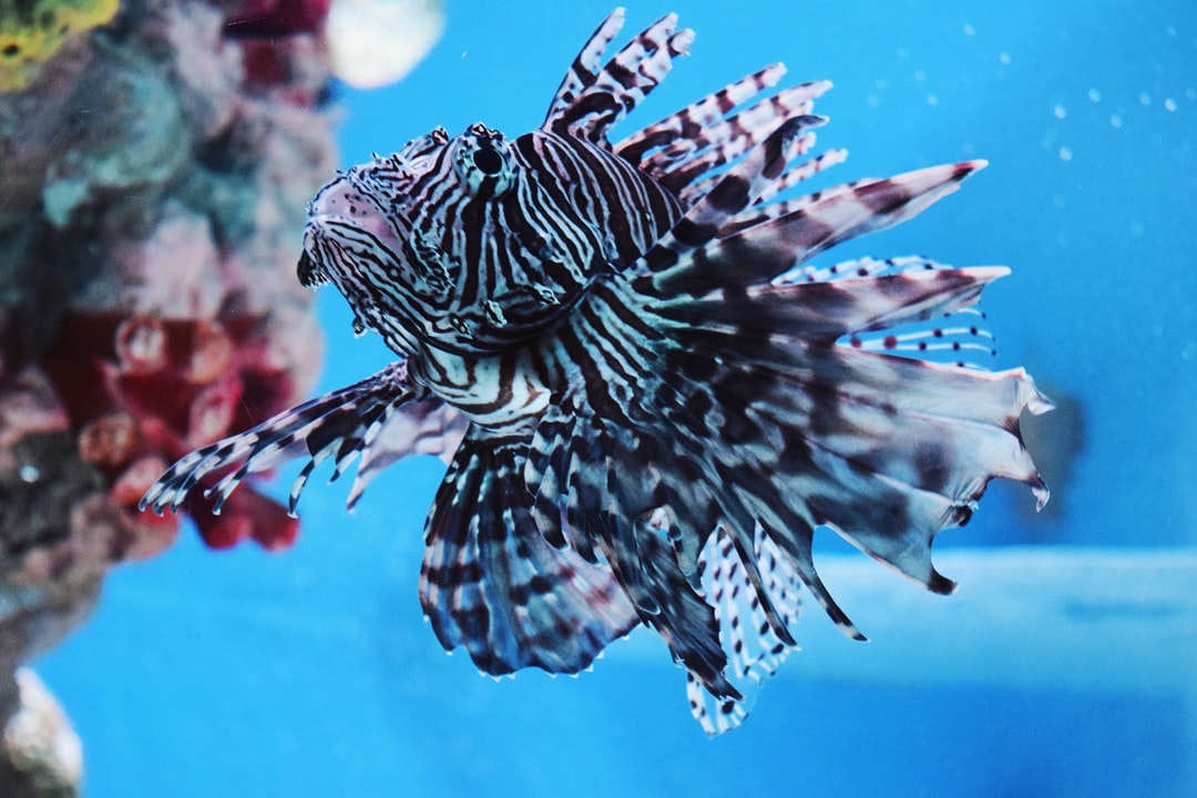 24 wichtige Fragen zu Wie Viele Fische Dürfen In Ein 60 Liter Aquarium