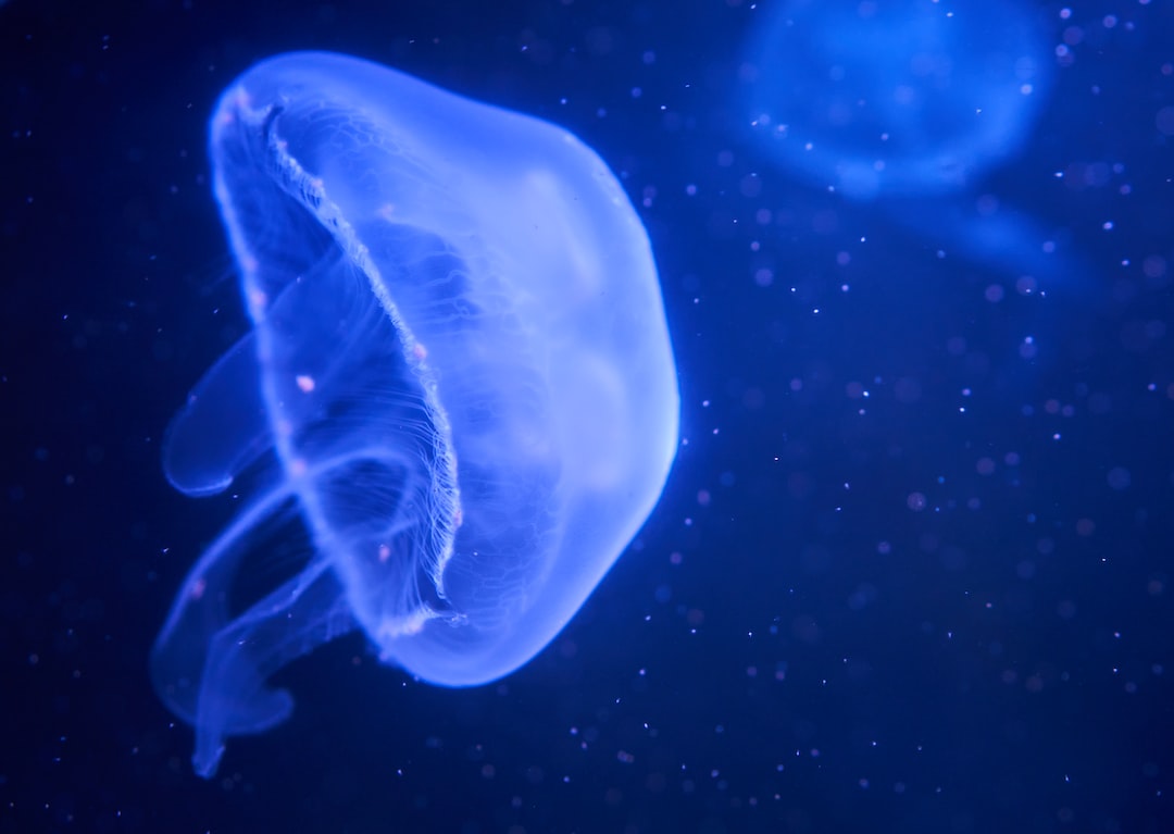 24 wichtige Fragen zu Videos Aquarium