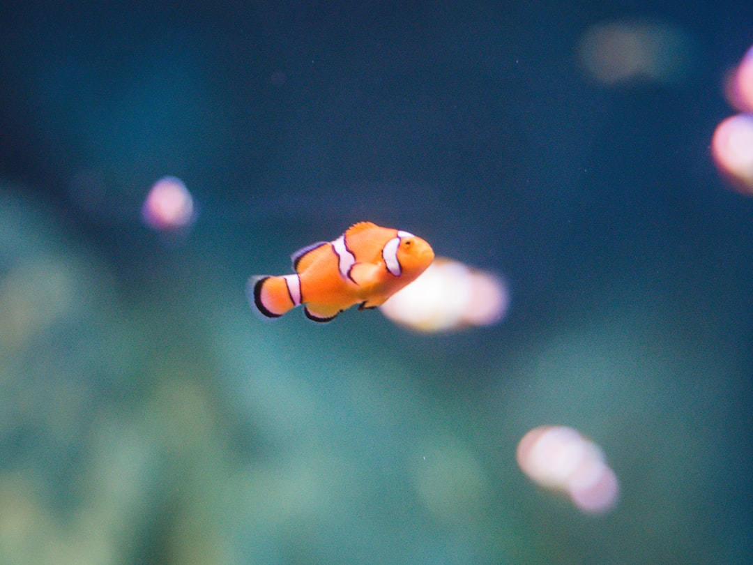 25 wichtige Fragen zu How Many Gallons Do 2 Clownfish Need?