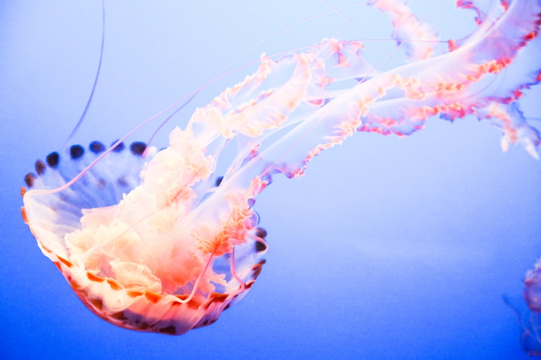 25 wichtige Fragen zu Silikat Entfernen Aquarium