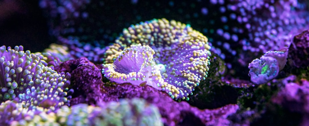 25 wichtige Fragen zu Are Blue Led Lights Good For Aquarium Plants?