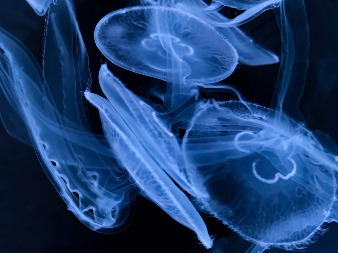 25 wichtige Fragen zu Wann Sterben Seerosen?