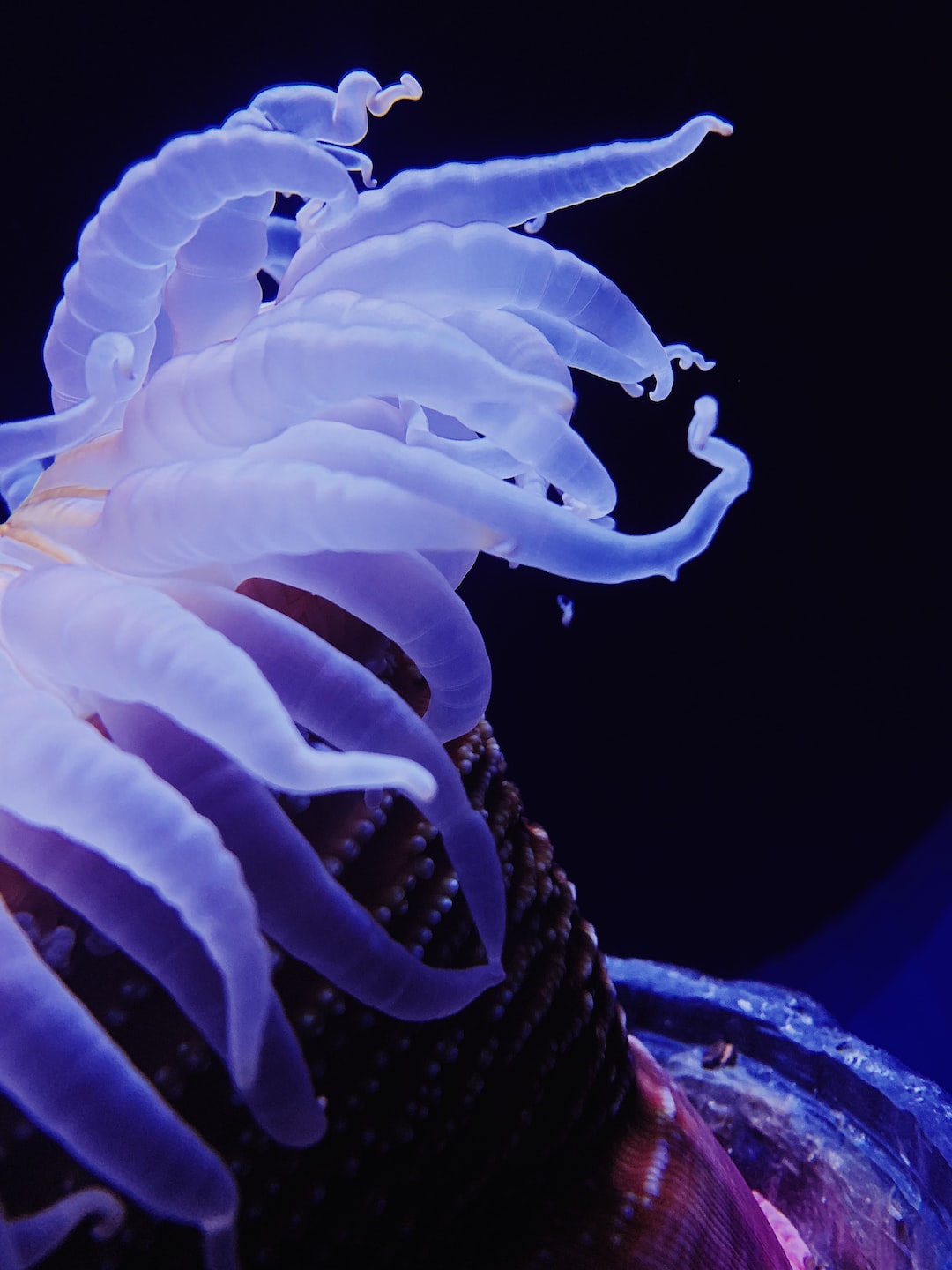 25 wichtige Fragen zu Nano Garnelen Aquarium