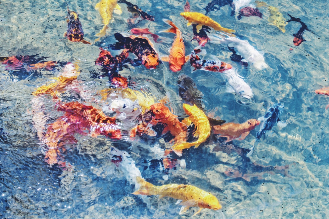 25 wichtige Fragen zu Wie Erkennt Man Fischtuberkulose?