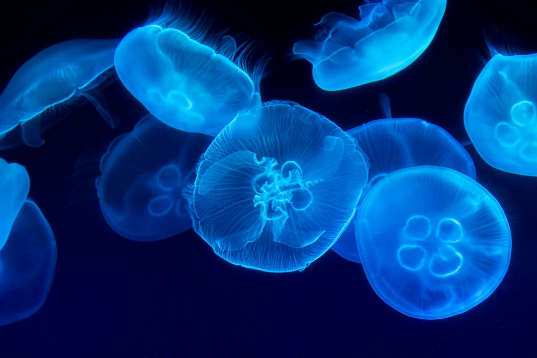 25 wichtige Fragen zu Aquarium Obi