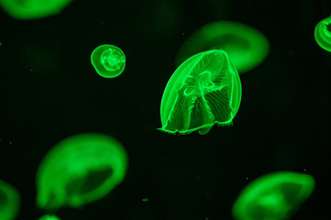 25 wichtige Fragen zu Wie Lange Leben Quallen Im Aquarium?