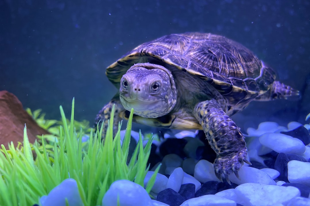 25 wichtige Fragen zu What Is A Good Size Fish Tank For A Beginner?
