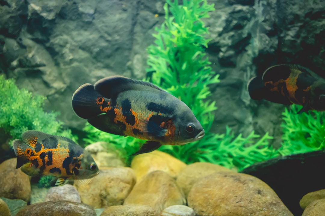 25 wichtige Fragen zu Can Fish Live Without Air Pump?