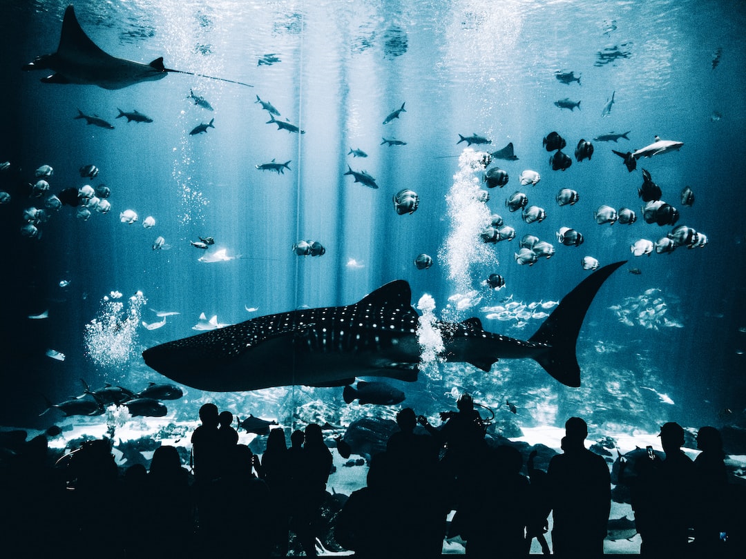 25 wichtige Fragen zu Wie Viele L Welse In Einem Aquarium?
