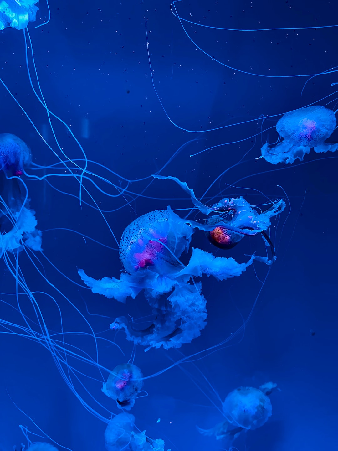 15 wichtige Fragen zu Wie Oft Muss Man Das Wasser In Einem Aquarium Wechseln?
