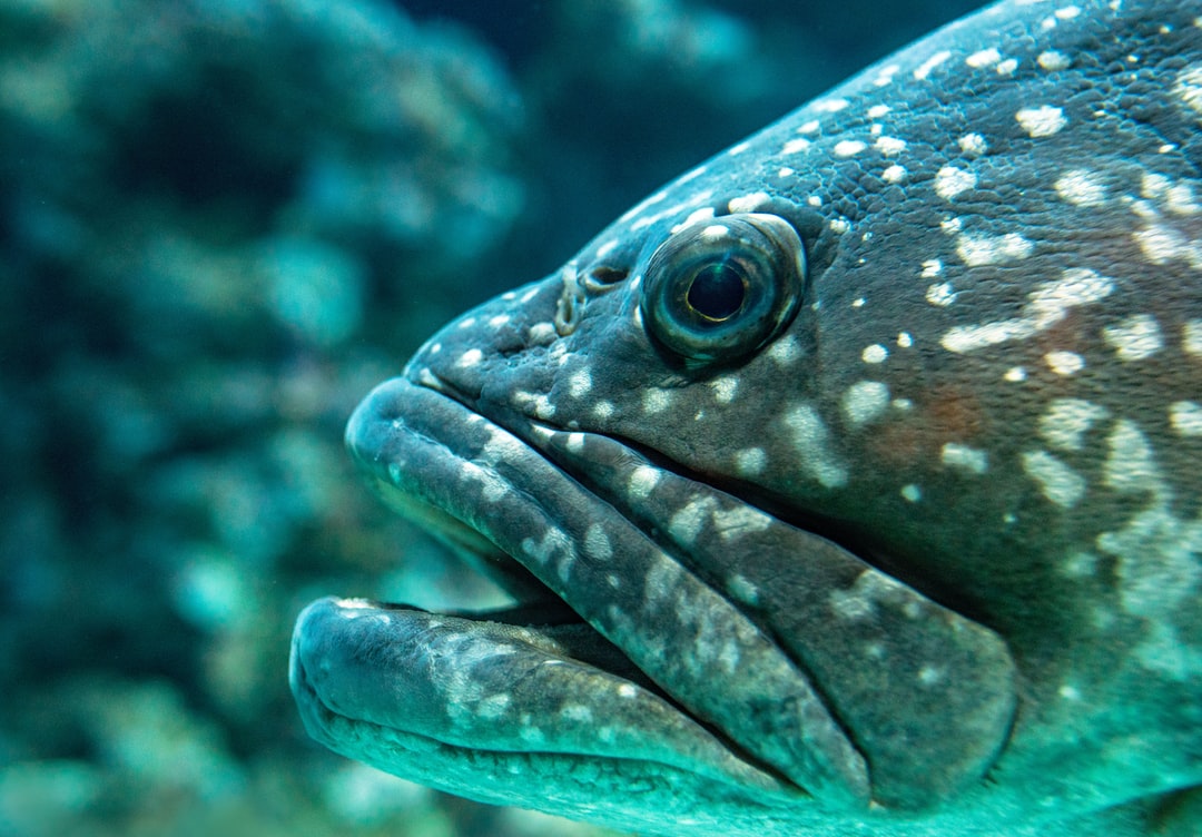 17 wichtige Fragen zu How Do You Fix Green Algae In A Fish Tank?