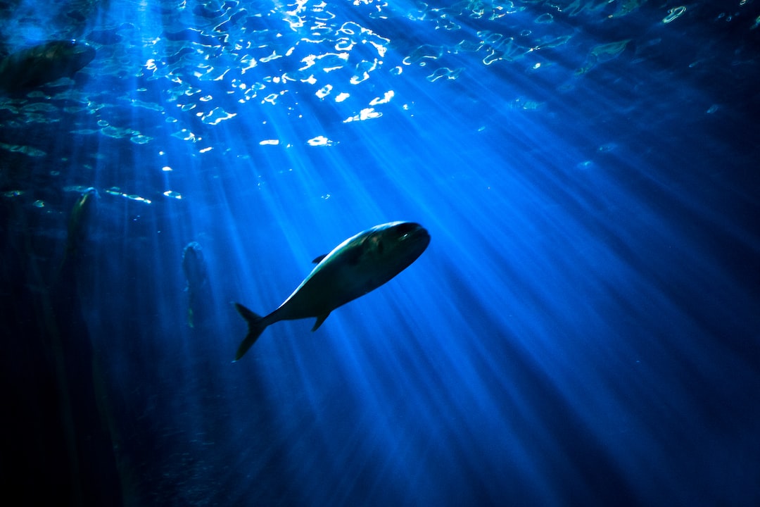 17 wichtige Fragen zu Wie Alt Wird Ein Platy Fisch?