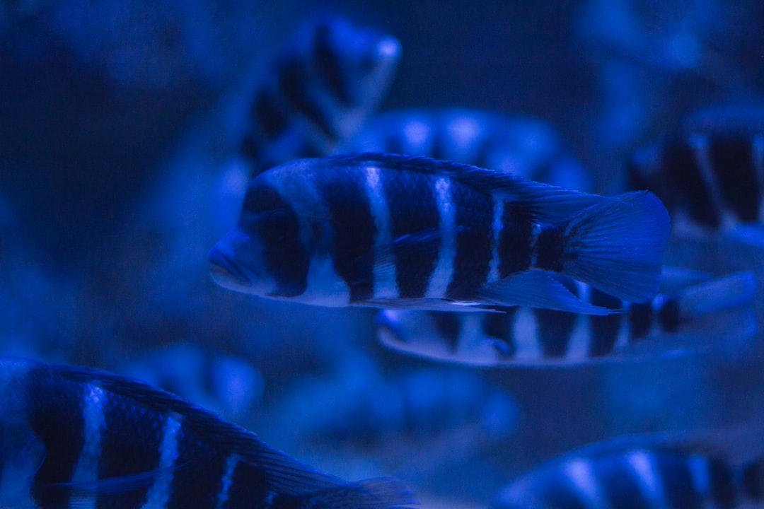 19 wichtige Fragen zu Tropheus Aquarium
