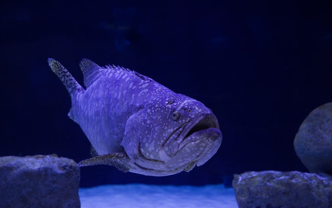 19 wichtige Fragen zu Wie Groß Ist Der Größte Kugelfisch Der Welt?
