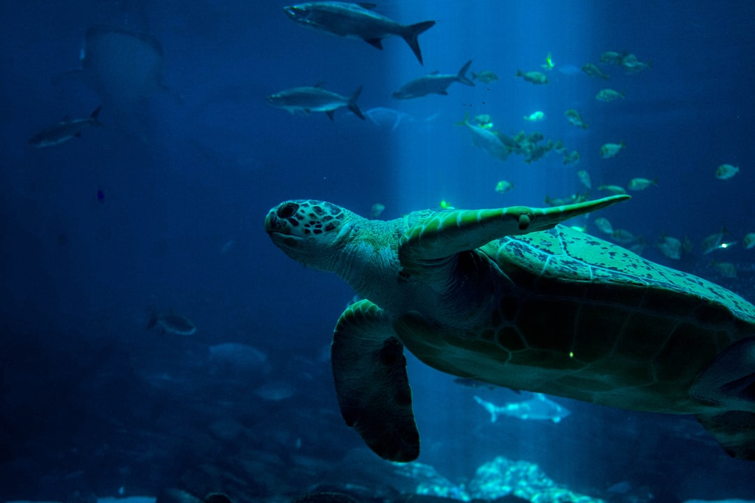 21 wichtige Fragen zu Aquarium Für Ecke