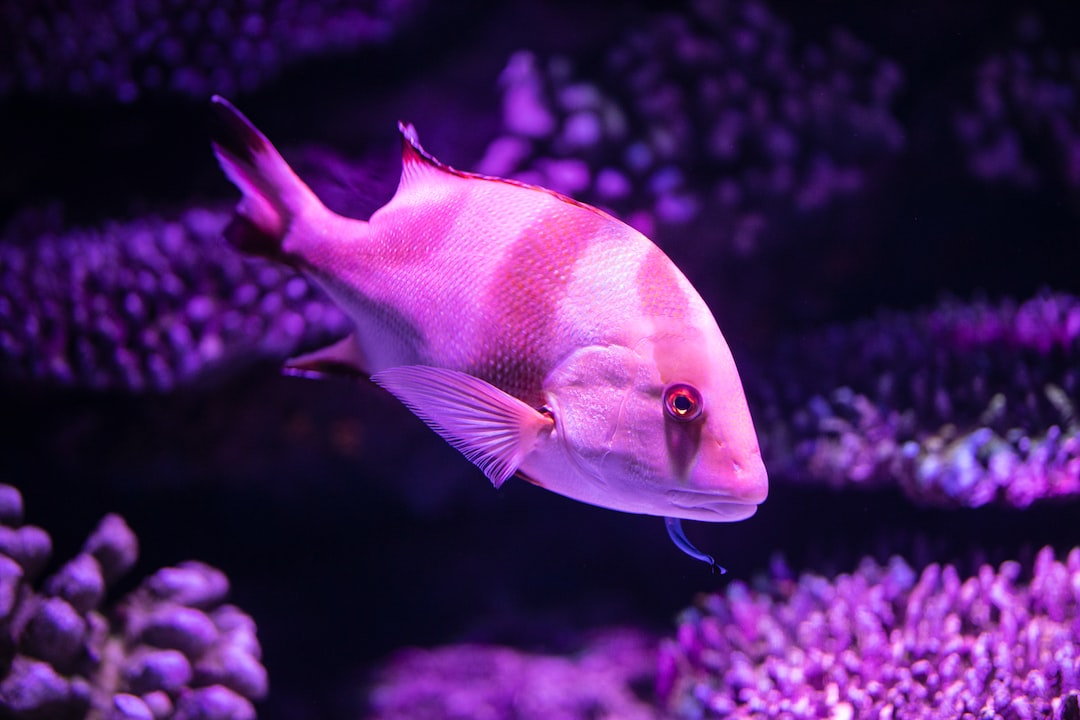 21 wichtige Fragen zu Wie Erkennt Man Nitratmangel Im Aquarium?
