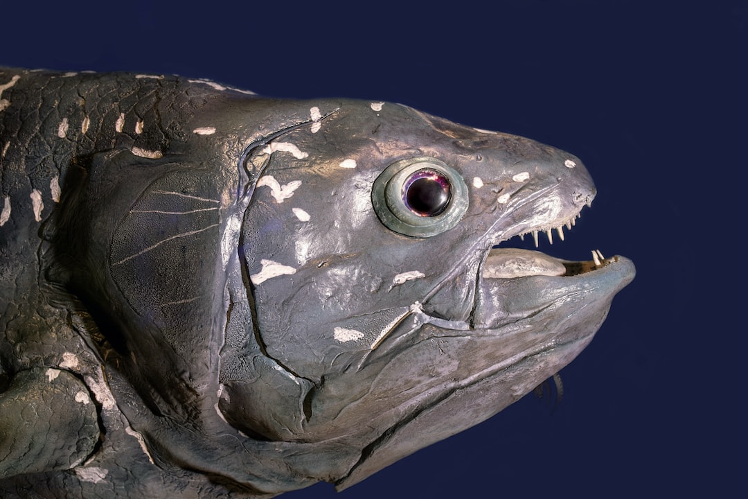 22 wichtige Fragen zu Kann Man Zwergfadenfisch Alleine Halten?