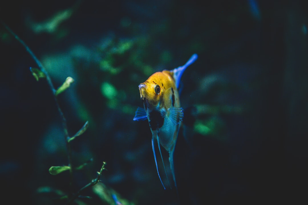 22 wichtige Fragen zu Leuchtende Fische Aquarium
