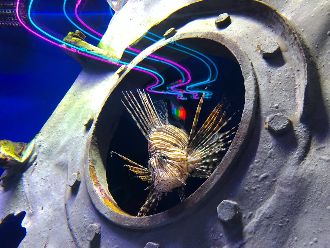 23 wichtige Fragen zu Mini Fisch Aquarium