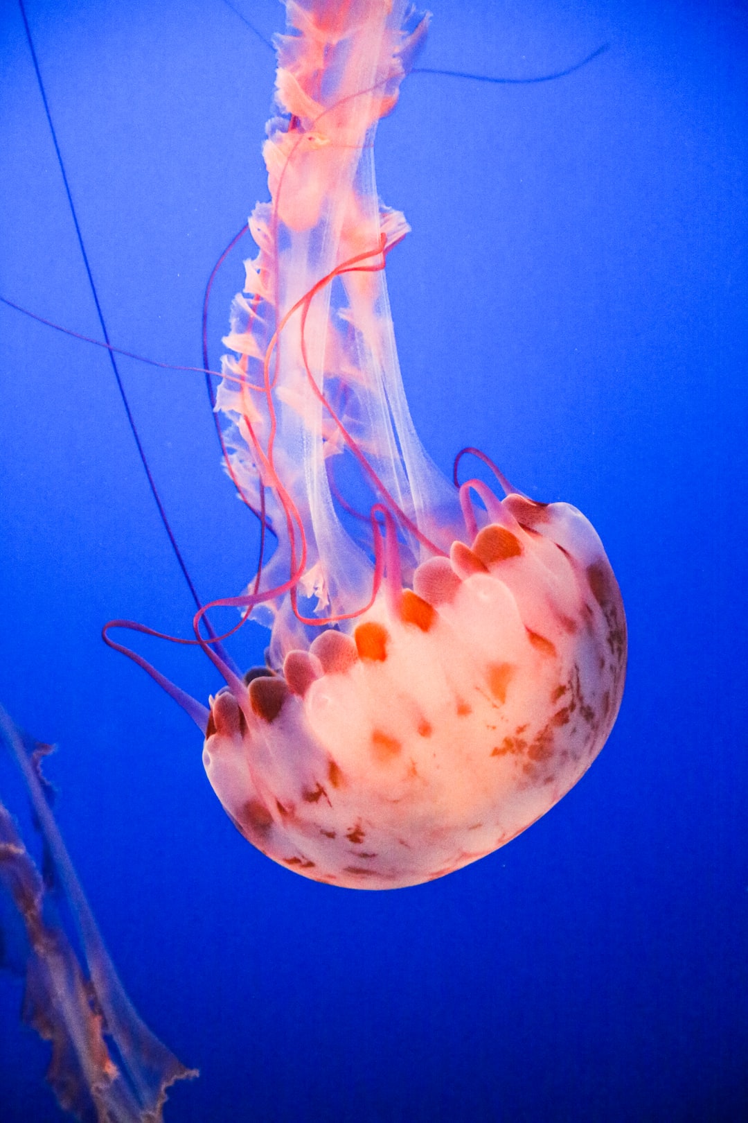 23 wichtige Fragen zu Design Aquarium