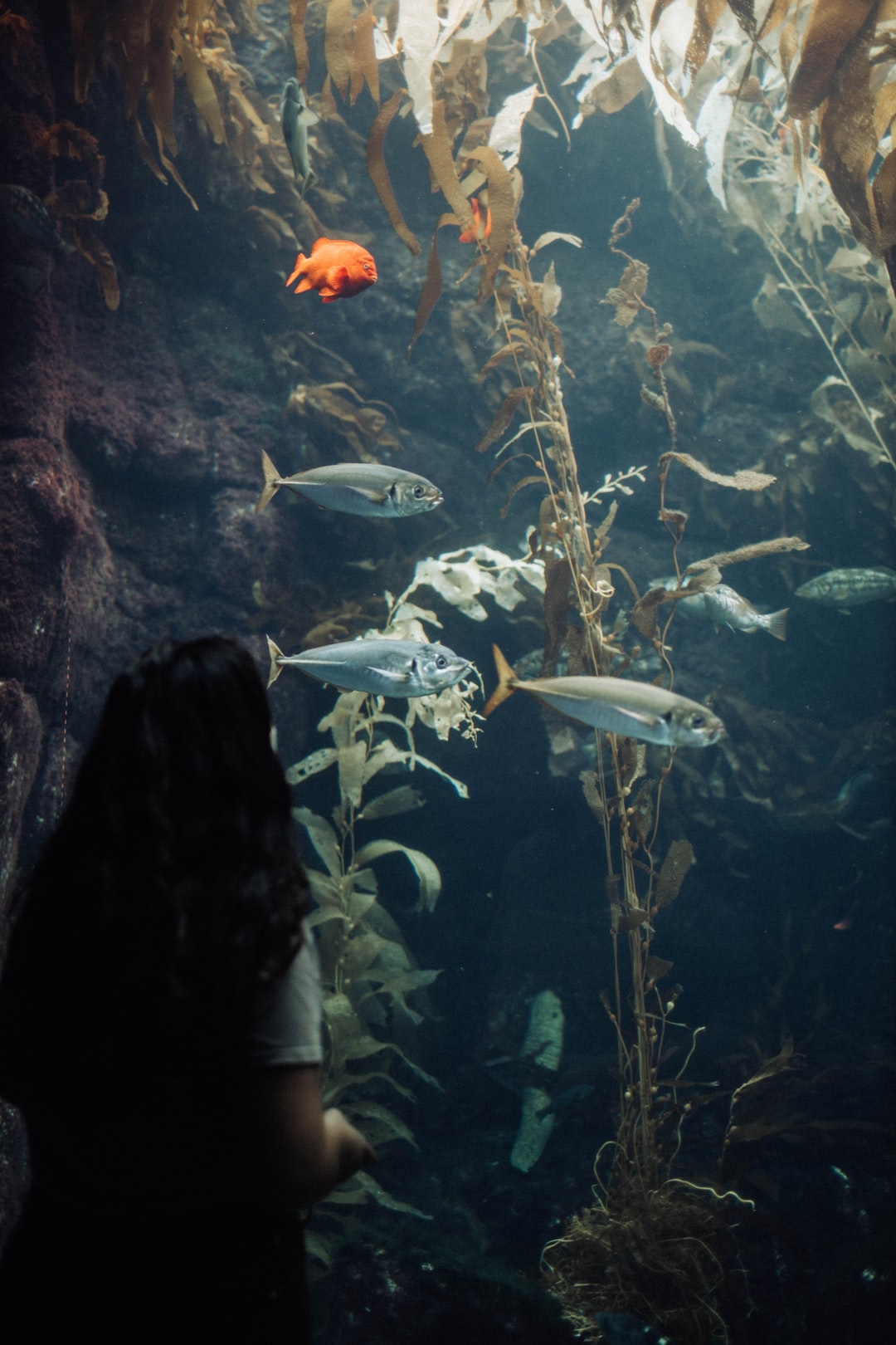 23 wichtige Fragen zu Betta Aquarium Ideas