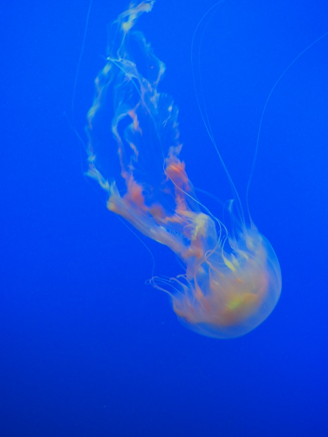 23 wichtige Fragen zu Zoo Am Meer Aquarium