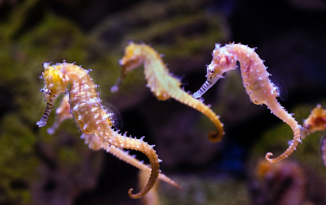 24 wichtige Fragen zu How Long Is A Monterey Bay Aquarium Membership?